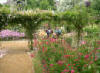 Lassay-la-roseraie